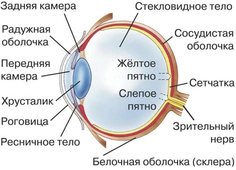 Услада для глаз: что это значит и какой эффект оказывает