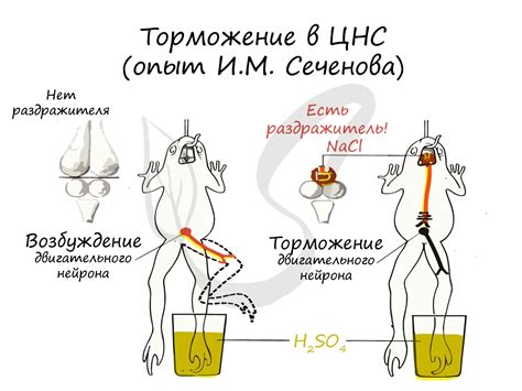 Условный рефлекс: понятие и механизм действия