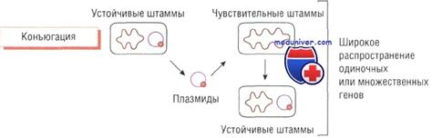 Устойчивость антибиотиков: определение и причины