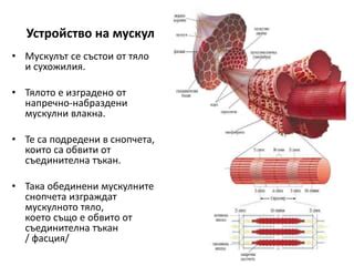 Устройство мускул кара