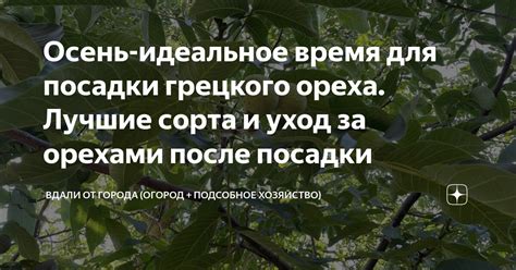 Уход за куканом после посадки