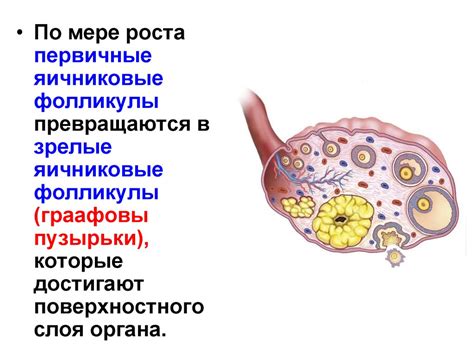 Уход за половой системой: