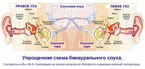 Ухо в сновидениях: предвещение изменений и слуховой информации