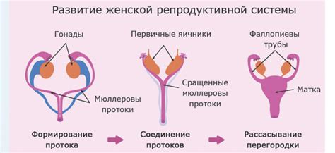 Участвует в репродуктивной системе