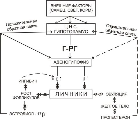 Участие в репродуктивной функции