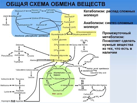 Участие глутатиона в обмене веществ