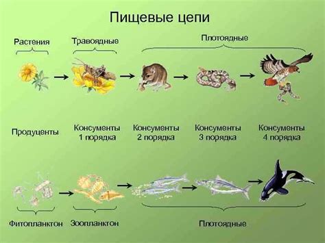 Участие животных в разложении органического вещества