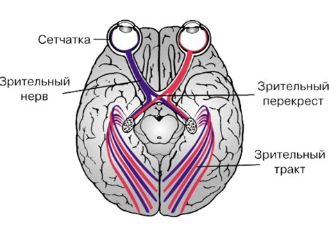 Ущемление нерва зрительного аппарата и глаза с поволокой у мужчин