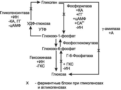 Фаза активации синтеза гликогена