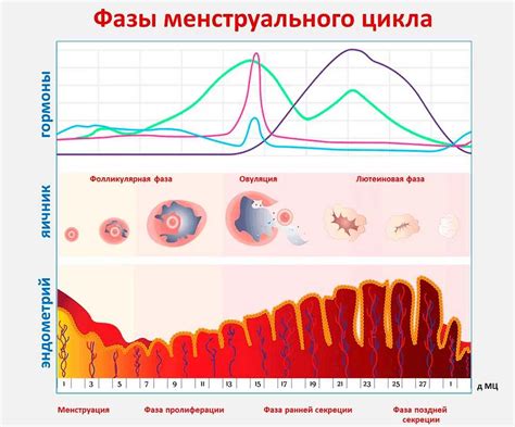 Фаза перед месячными: отторжение эндометрия и обновление цикла