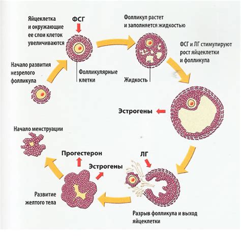 Фаза развития фолликулов в яичниках