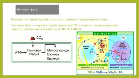 Фаза светонезависимой темновой реакции: превращение углекислого газа в органические вещества