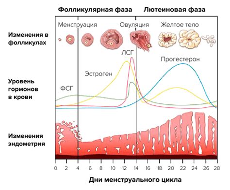 Фазы менструационного цикла