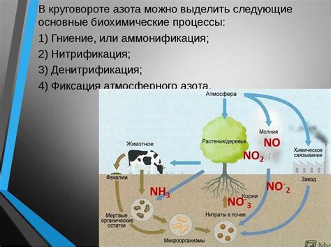 Фазы процесса разложения тела