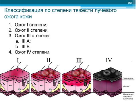 Фазы репаративной стадии ожога