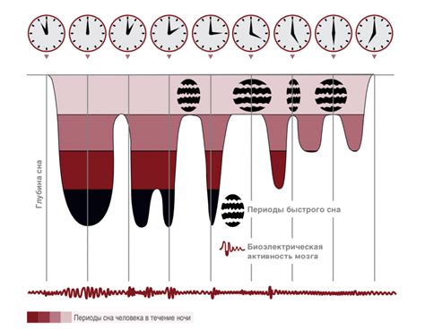 Фазы сна и их значения