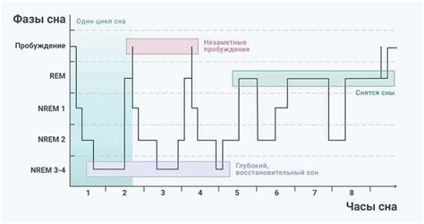 Фазы сна и их связь с тренировкой в спорткомплексе