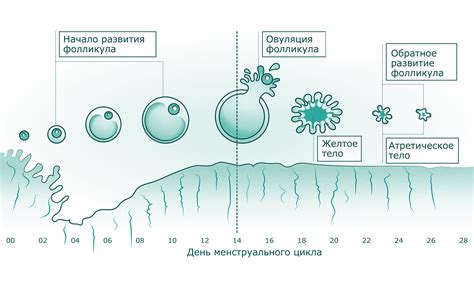 Фазы цикла АМГ