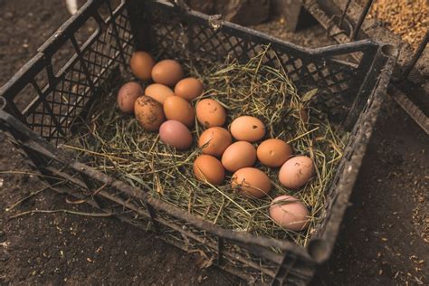 Факторы, влияющие на возраст начала несения яиц у кур