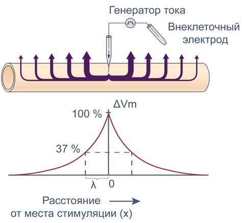 Факторы, влияющие на мембранный потенциал