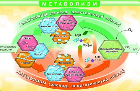 Факторы, влияющие на метаболизм