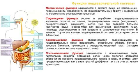 Факторы, влияющие на перистальтику кишечника