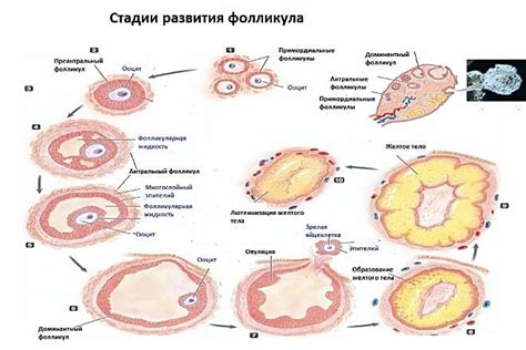 Факторы, влияющие на персистирующий фолликул