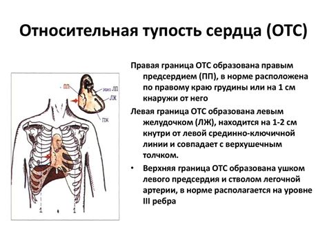 Факторы, влияющие на пределы относительной тупости сердца