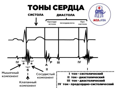 Факторы, влияющие на приглушенные тоны сердца