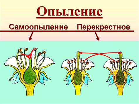 Факторы, влияющие на процесс опыления и плодообразования