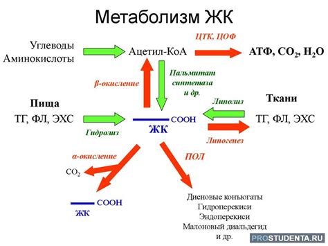 Факторы, влияющие на работу метаболизма