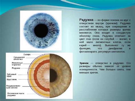 Факторы, влияющие на размер зрачка