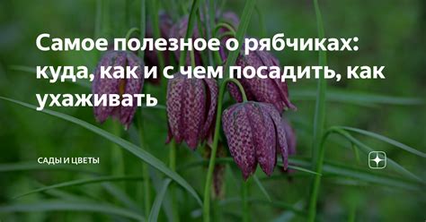 Факторы, влияющие на толкование снов о рябчиках