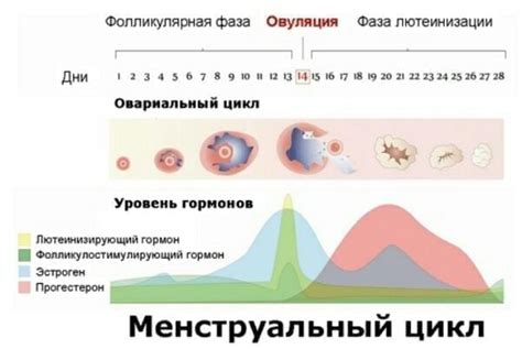 Факторы, влияющие на уровень уробилиногена у женщин