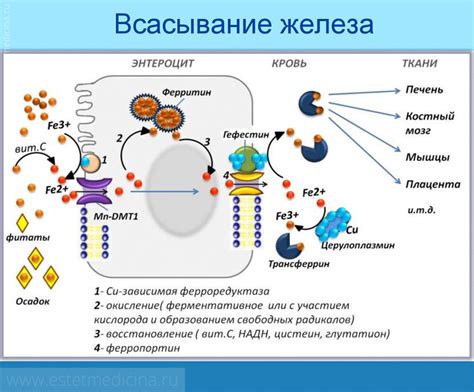 Факторы, влияющие на уровень ферритина 266