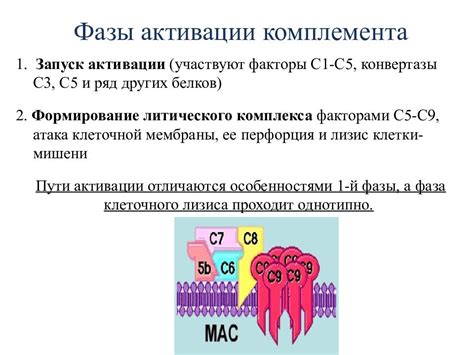 Факторы активации иммунитета против опухоли