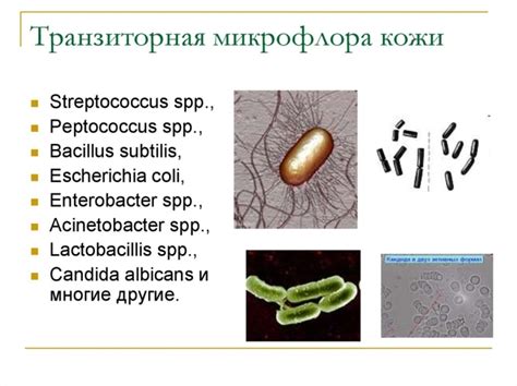 Факультативная микрофлора: основные понятия