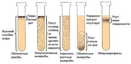 Факультативные анаэробы: