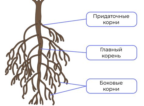 Феномен почернения корня