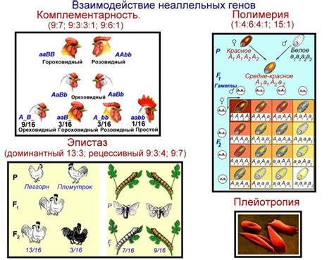 Фенотипическое проявление рыжей сары