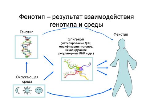 Фенотип и его роль в эволюции