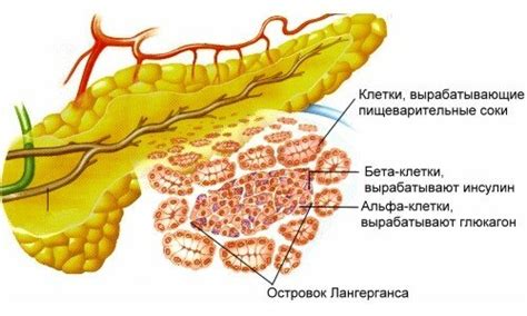 Ферментативная недостаточность организма