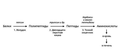 Ферментативное расщепление белков