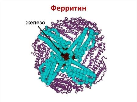 Ферритин 204 – что это значит?