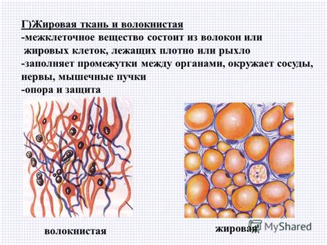 Фиброгляндулярная ткань у женщин