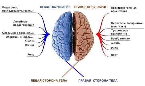 Физиологическая природа эмпатии и ее влияние на мозг