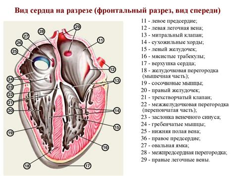 Физиологические аспекты Линии сердца и их значение