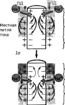 Физиологические аспекты возбуждения