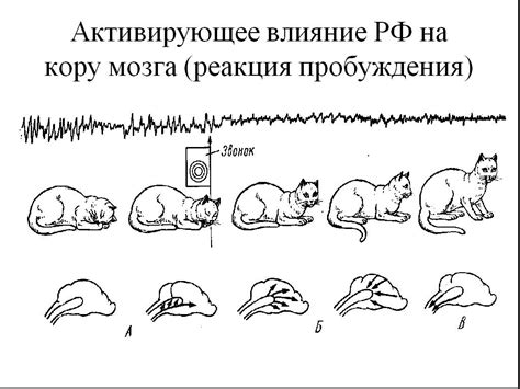 Физиологические аспекты сна медвежонка