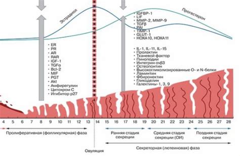 Физиологические изменения в эндометрии